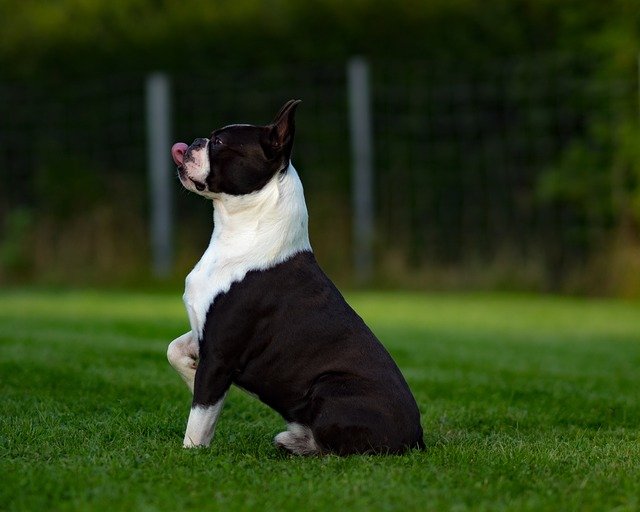 how smart is a boston terrier