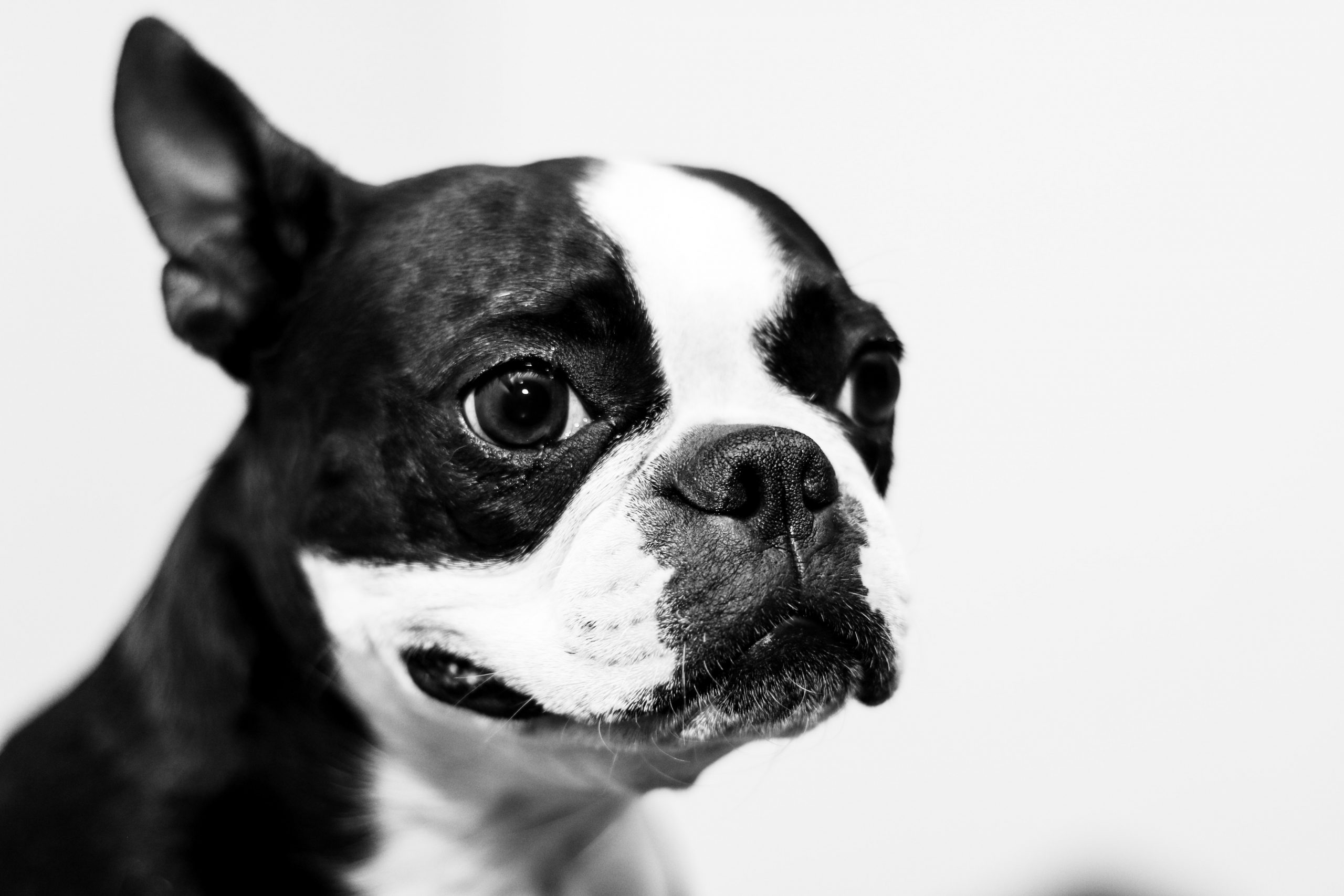 Best Dog Shampoo For Boston Terriers — Our Top 5 Picks