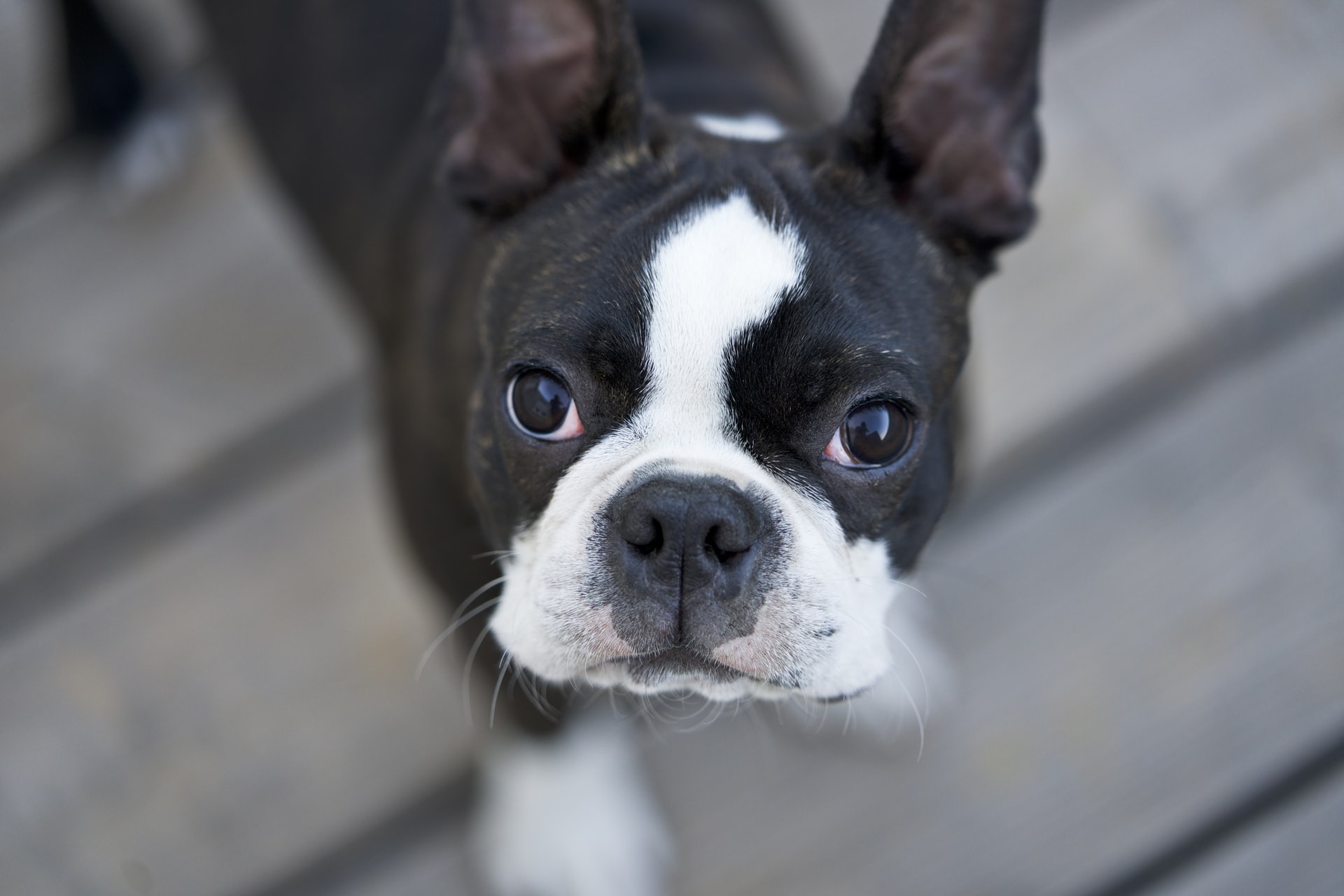 3 Best Treats For Boston Terriers 