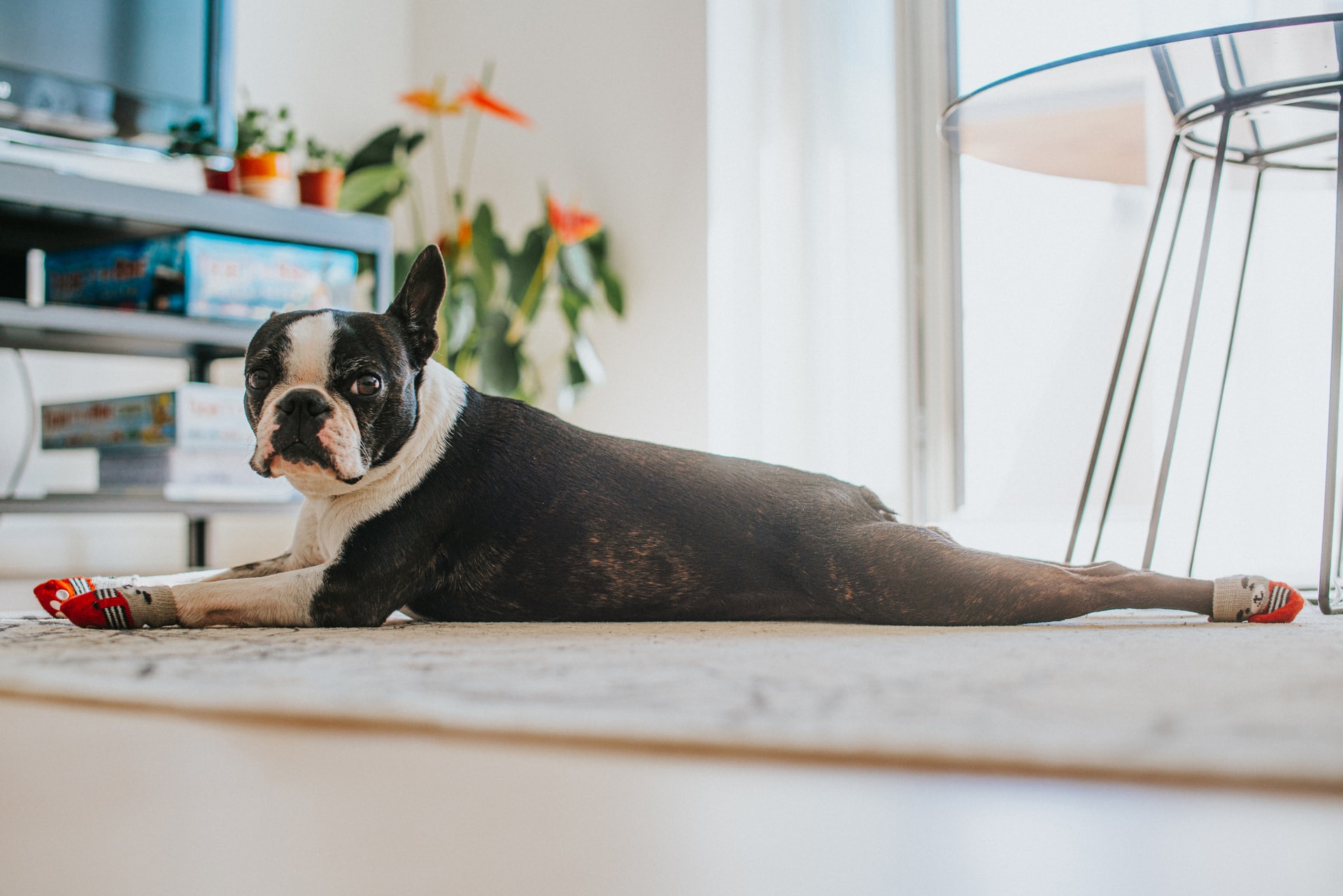 5 Best Dog Beds for Boston Terriers (Buying Guide)