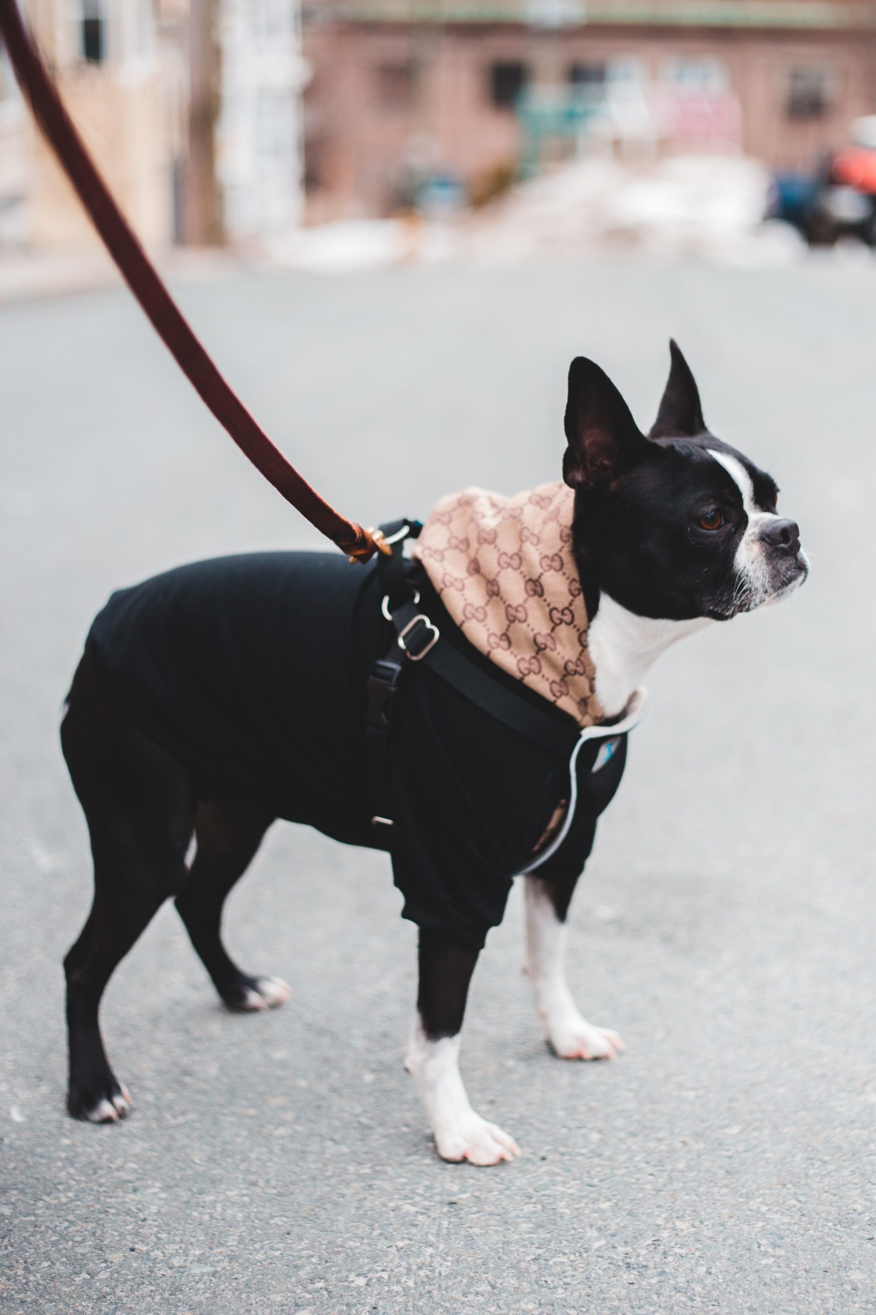 Best Dog Harness For Boston Terrier — 5 Best Picks