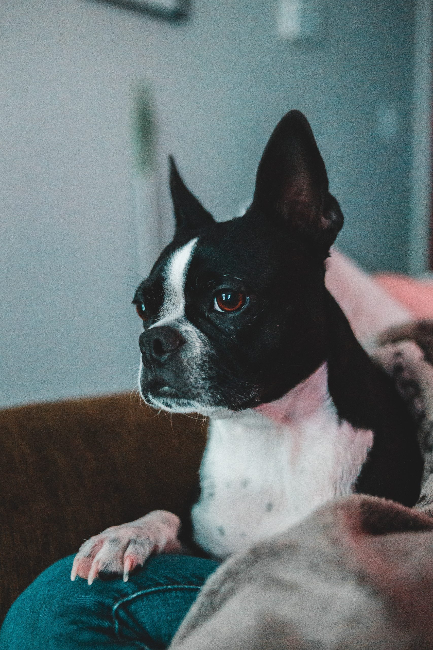 Why Does My Boston Terrier Shake? Find Out Why